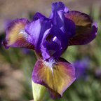 Jillaroo - SDB Standard Dwarf Bearded