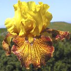Jitterbug - fragrant reblooming tall bearded Iris