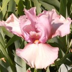 Jo Vallery - fragrant tall bearded Iris