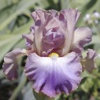 Joan's Pleasure - fragrant reblooming tall bearded Iris