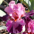 Joaquin Lady - fragrant tall bearded Iris