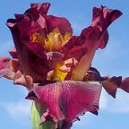 Johnny Reb - fragrant tall bearded Iris