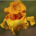 Jolt - reblooming tall bearded Iris