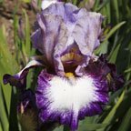 Joy Junction - fragrant tall bearded Iris