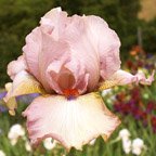 Joyce Meek - tall bearded Iris