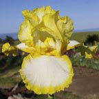 Joyce Terry - tall bearded Iris