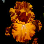Juan Valdez - tall bearded Iris