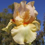 Juicy Fruit - reblooming tall bearded Iris