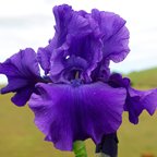 Jumbo Jack - tall bearded Iris