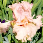Jump For Joy - tall bearded Iris