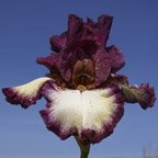 Jumping - tall bearded Iris