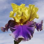 Jurassic Park - fragrant reblooming tall bearded Iris