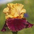 Just Do It - tall bearded Iris