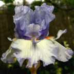 Just Pretending - tall bearded Iris