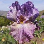 Kalifa's Horn - tall bearded Iris