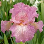 Karen Maddock - tall bearded Iris