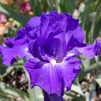 Kathleen Kay Nelson - tall bearded Iris