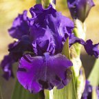 Katinka Franz - tall bearded Iris