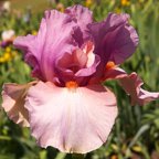 Keeping Up Appearances - fragrant tall bearded Iris