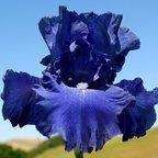 Keiko's World - tall bearded Iris