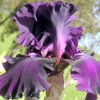 Kekionga - tall bearded Iris