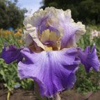 Kevin's Theme - fragrant reblooming tall bearded Iris