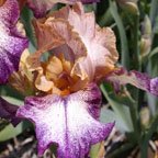 Kid's Clothes - fragrant tall bearded Iris