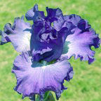 Kim's Melody - fragrant tall bearded Iris