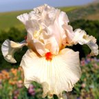 Kind Word - tall bearded Iris