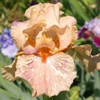 King Tush - fragrant tall bearded Iris