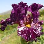 Kinkajou Shrew - reblooming tall bearded Iris