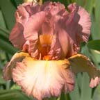 Kiowa Rose - tall bearded Iris