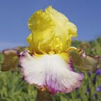 Kiss of Kisses - fragrant reblooming tall bearded Iris
