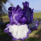 Kissing Circle - tall bearded Iris