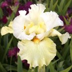 Kiwi Cheesecake - tall bearded Iris