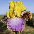 Knock 'Em Dead - tall bearded Iris