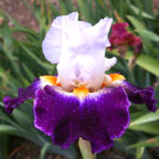 Kool Bre's - fragrant tall bearded Iris