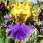 Kool Knight - tall bearded Iris