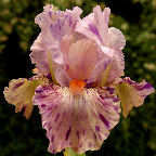 La De Da - fragrant Intermediate bearded Iris
