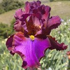 La Fortune - tall bearded Iris