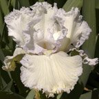 Laced Cotton - reblooming tall bearded Iris