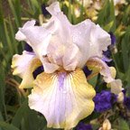 Lackawanna - tall bearded Iris