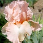 Lacy Day - fragrant tall bearded Iris