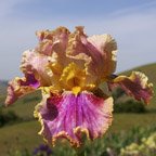 Lacy Linda - tall bearded Iris