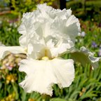 Lacy Snowflake - tall bearded Iris