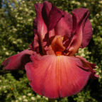 Lady Friend - reblooming tall bearded Iris