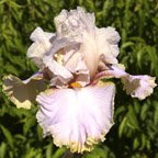 Lady Jane - tall bearded Iris