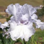 Lady of Leoness - tall bearded Iris