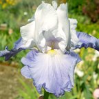 Lark Rise - tall bearded Iris