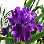 Larry Gaulter - tall bearded Iris